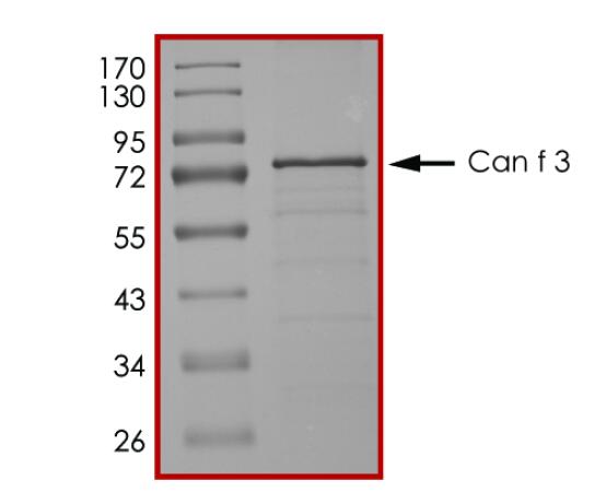 The purity of Can f 3 was determined to be >85% by densitometry.